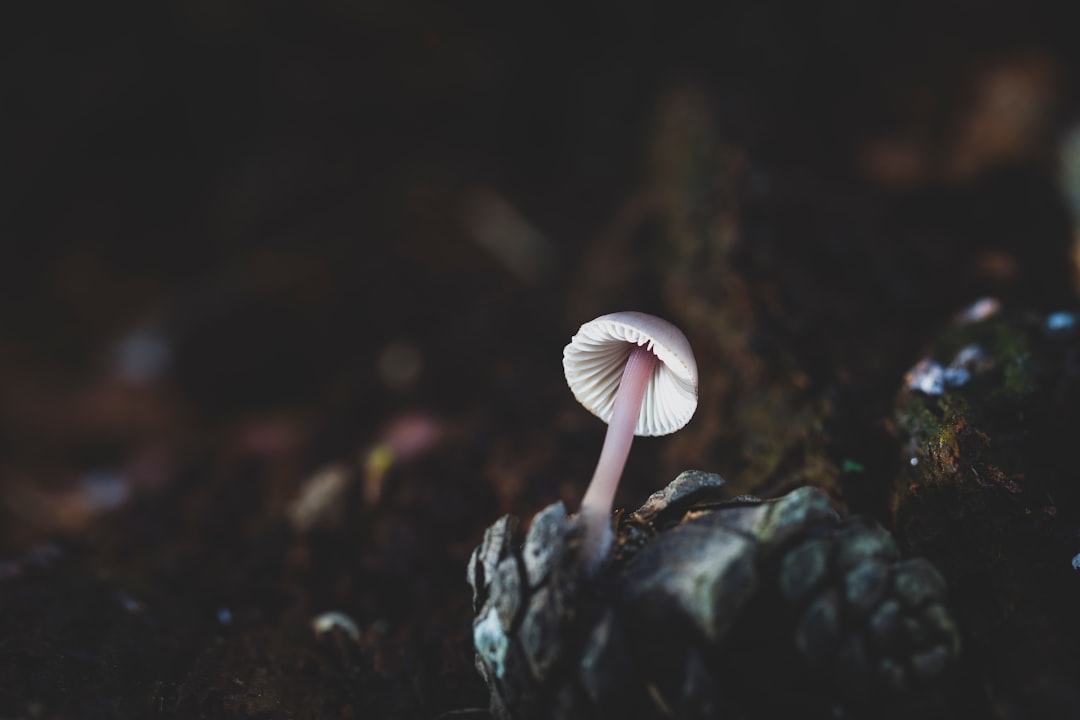 Photo Mushroom risotto